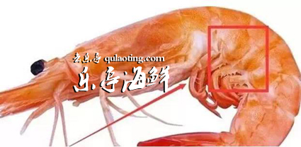 乐亭旅游、乐亭海鲜、乐事旅行社、www.qulaoting.com