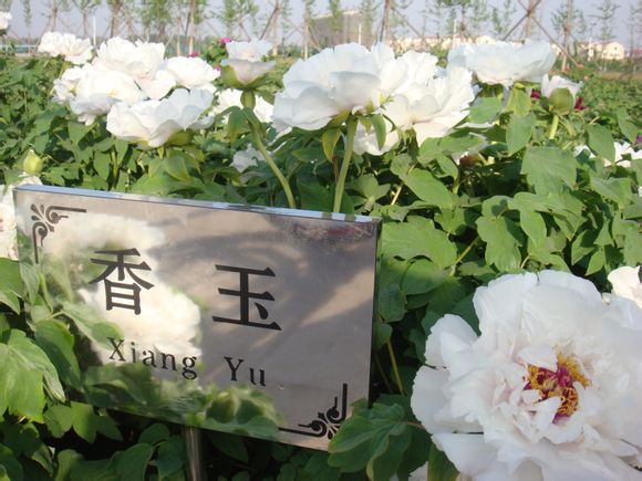 地接部电话：0315-4627771  4627772  4627773   散客部电话：0315-7330000   7330001  出团部电话：0315-4625678   4027777 传真：0315-4627778       邮编：063600            地接部QQ：51205399  57663319   1264997   1264967 散客部QQ：1647359951  1520825053    手机：13703344277   13311297771   网址：www.qulaoting.com 地址：河北省唐山市乐亭县健康路91号 