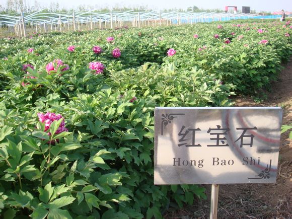 地接部电话：0315-4627771  4627772  4627773   散客部电话：0315-7330000   7330001  出团部电话：0315-4625678   4027777 传真：0315-4627778       邮编：063600            地接部QQ：51205399  57663319   1264997   1264967 散客部QQ：1647359951  1520825053    手机：13703344277   13311297771   网址：www.qulaoting.com 地址：河北省唐山市乐亭县健康路91号 