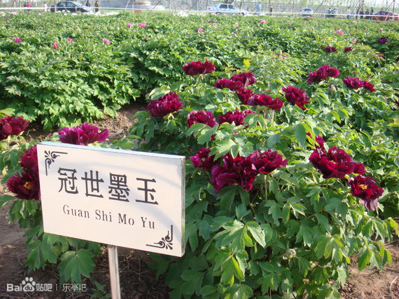 地接部电话：0315-4627771  4627772  4627773   散客部电话：0315-7330000   7330001  出团部电话：0315-4625678   4027777 传真：0315-4627778       邮编：063600            地接部QQ：51205399  57663319   1264997   1264967 散客部QQ：1647359951  1520825053    手机：13703344277   13311297771   网址：www.qulaoting.com 地址：河北省唐山市乐亭县健康路91号 