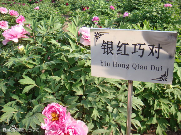 地接部电话：0315-4627771  4627772  4627773   散客部电话：0315-7330000   7330001  出团部电话：0315-4625678   4027777 传真：0315-4627778       邮编：063600            地接部QQ：51205399  57663319   1264997   1264967 散客部QQ：1647359951  1520825053    手机：13703344277   13311297771   网址：www.qulaoting.com 地址：河北省唐山市乐亭县健康路91号 