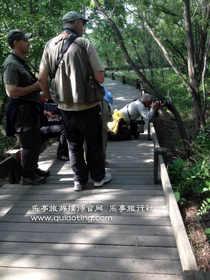 乐亭旅游、菩提岛观鸟、www.qulaoting.com